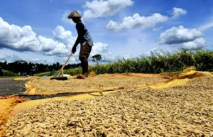 Surplus Beras 2026: Jurus Ampuh Denda Alih Fungsi Lahan