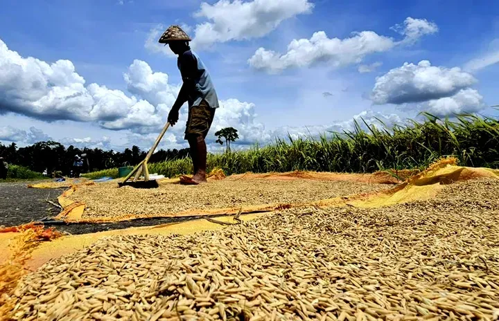 Surplus Beras 2026: Jurus Ampuh Denda Alih Fungsi Lahan