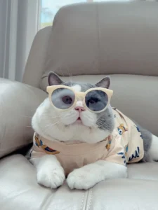 Daftar Shopee Affiliate Program 2026: Raup Cuan Jutaan Hari Ini