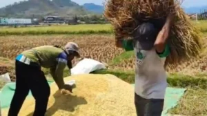 El Nino 2026: Panen Laut Melimpah di Tengah Kekeringan?