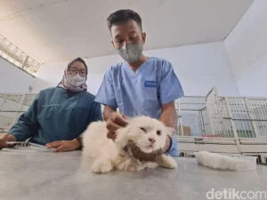 Jasa penitipan kucing laris manis diserbu pemudik lebaran 2026