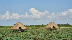 Potongan Dana Desa BLT 2026: Dampak dan Tantangan Pemangkasan