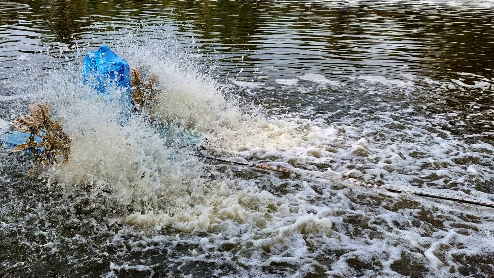Workplace Gratitude Meningkatkan Kinerja Karyawan Tambak Udang secara Signifikan pada 2026